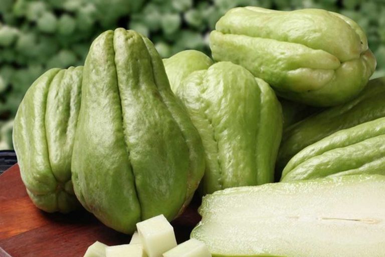 El chayote