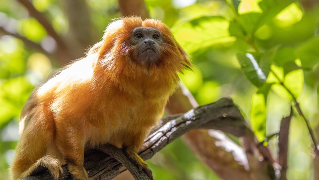 zoológico de san diego
